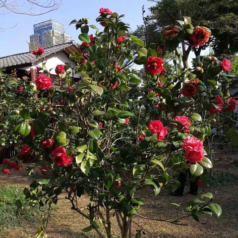 春节赏花行一：茶花