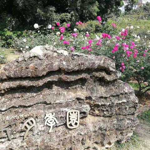 春节赏花行二：月季花