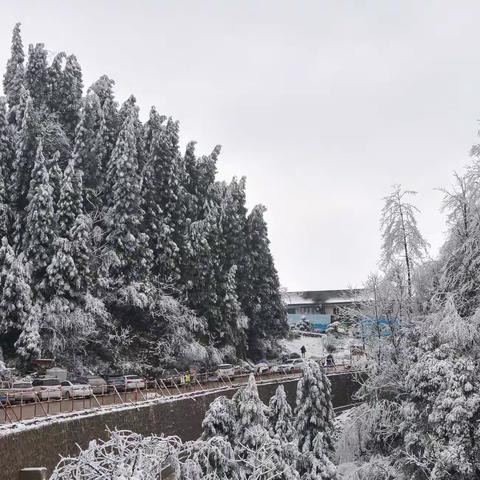 我的家乡下雪了                                  一一罗汉林观雪景