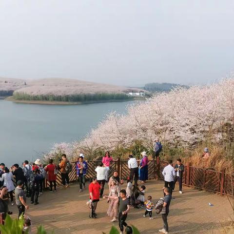 阳春三月平坝观樱花