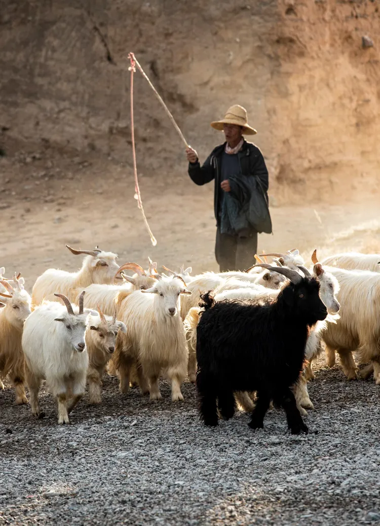 永泰龟城的牧羊人