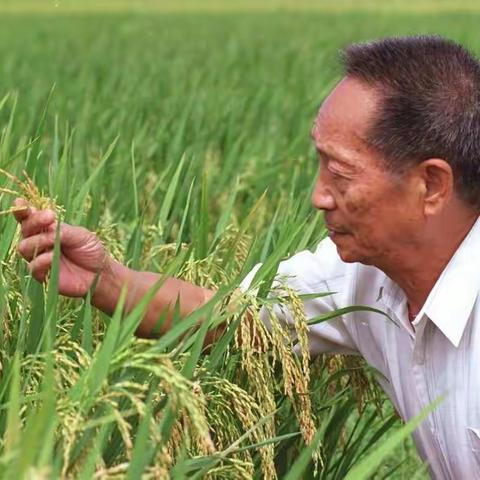 “风吹稻香，好好吃饭”——密云区第十三幼儿园小二班光盘行动系列活动