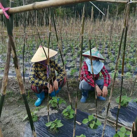 今天下午下，水满站特派员到贫困户四季豆地，指导如何防治四季豆的病虫害以及施肥方法。