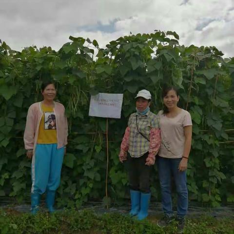 水满站的丰仙谷农民专业合作社，在2019年11月初开始种植四季豆至2020年2月初收成结束。