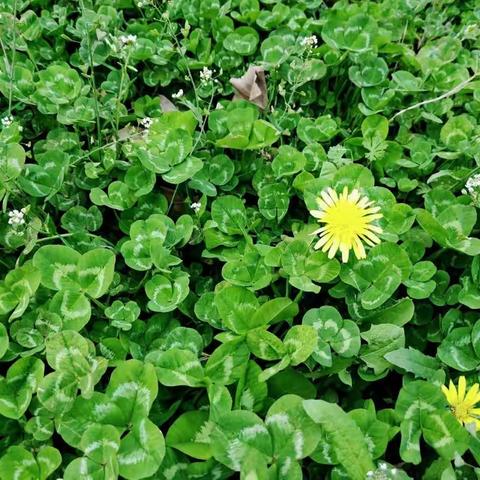 📻沙集中心幼儿园“疫起来学习”三十七🌻🌻