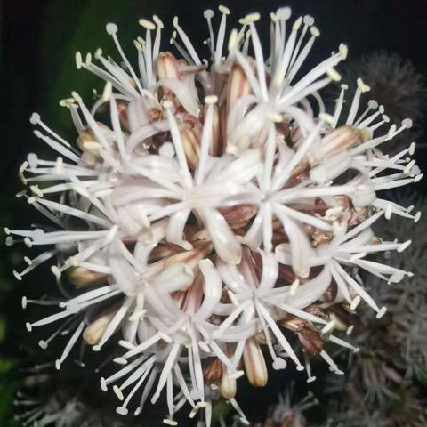巴 西 木 开 花 了