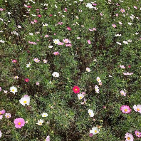 阳光明媚，妈妈康复，姐妹们陪妈妈游龙湾，看美丽的葛桑花，祝老妈身体健康平安快乐！