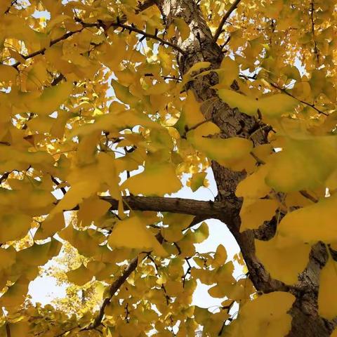 秋意浓浓，姐妹俩浪漫在汉中滨江河岸边