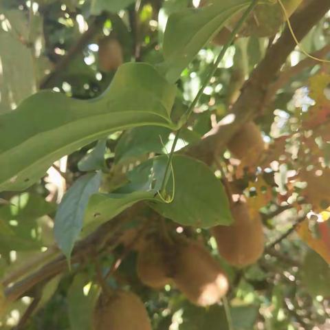 2018年10月3日在小河庙摘猕猴桃