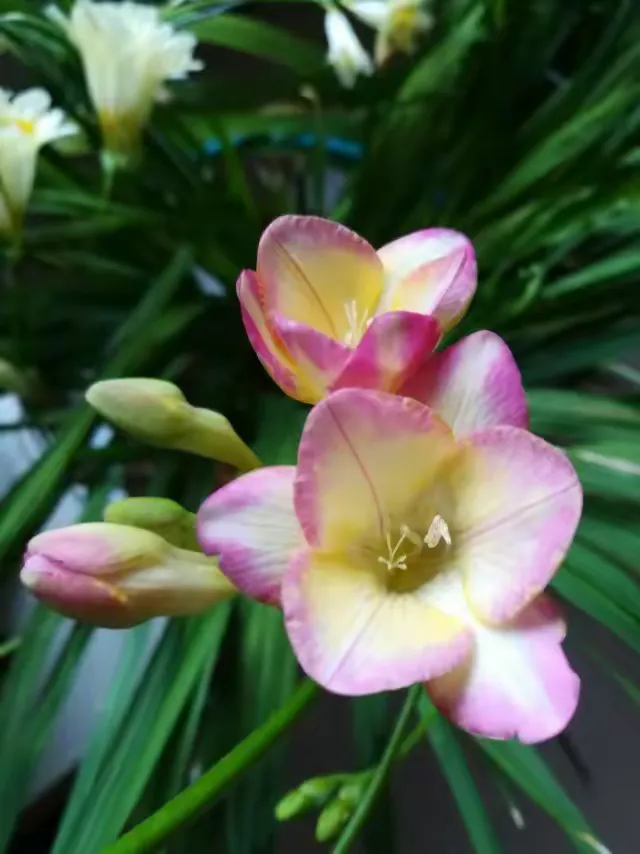 2019年2月把香雪兰花拍照制作相册留作纪念。