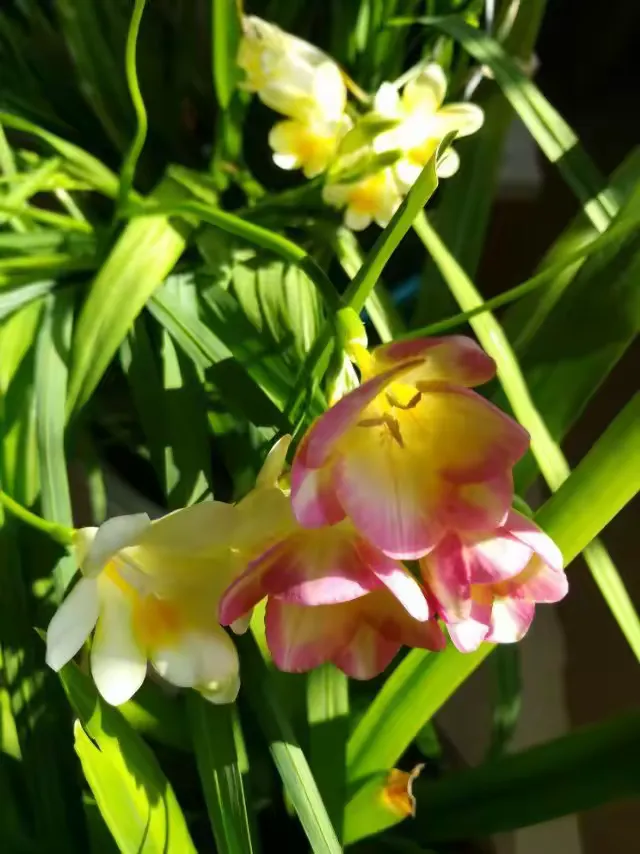 用香雪兰花制作相册留作纪念。2019年2月。