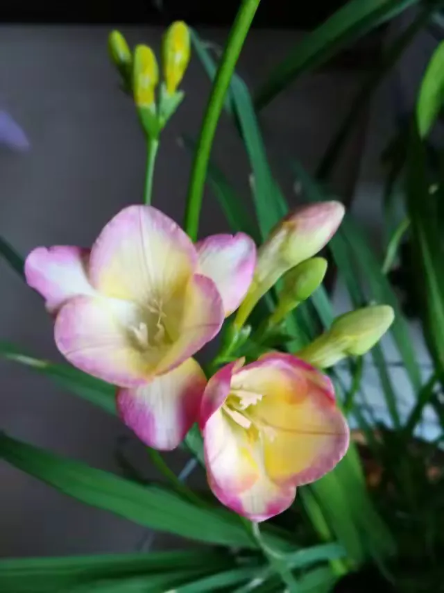 2019年2月把香雪兰花拍照制作相册留作纪念。