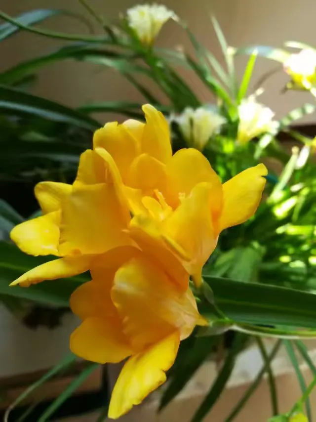 用香雪兰花制作相册留作纪念。2019年2月。