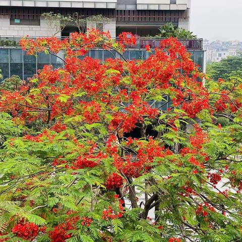 凤凰花开正当时，科学防控迎子归---海珠区政府李海洲区长一行莅临我校指导疫情防控、返校工作