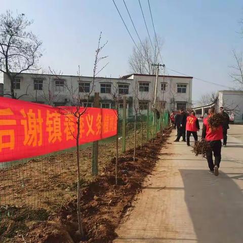 后谢镇开展”绿满乡村  美化家园“植树节活动