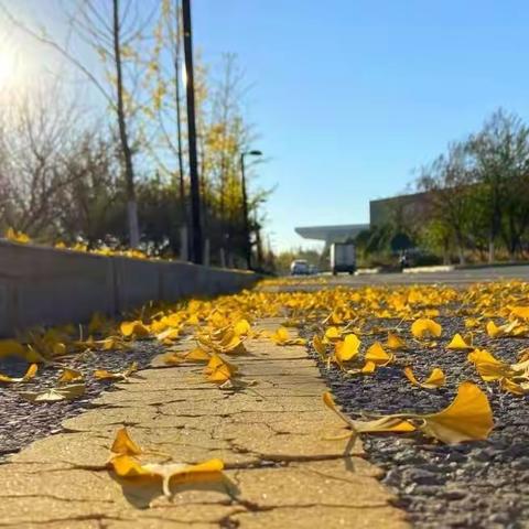 幼小衔接社会实践活动—                   🍂捡落叶🍂