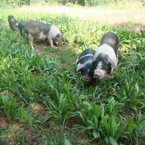 哇哦！国内第一知名土猪品牌-宁乡花猪“五一”将在山滋源生态农业隆重上市