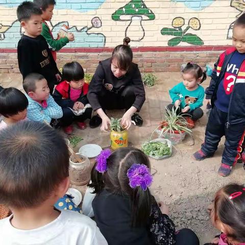 春天已经来到，为了让让孩子们感受到春天。吴院幼儿园的老师们带领孩子们进行了观察、种植、表现等一系列活动。