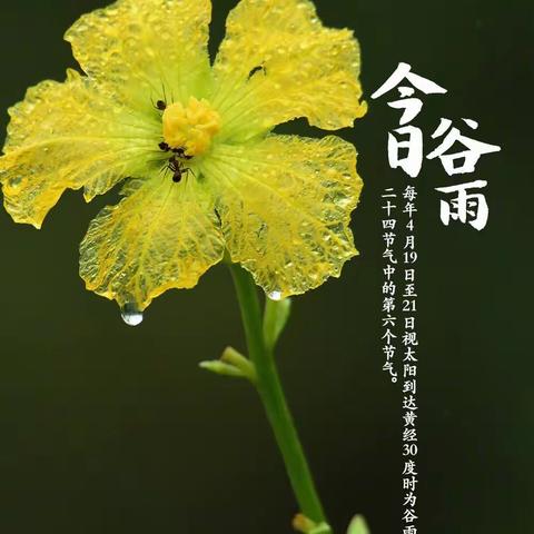 传统文化教育二十四节气之“谷雨”德育实践活动