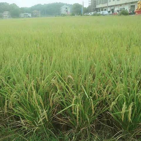 我观察的植物-子粤