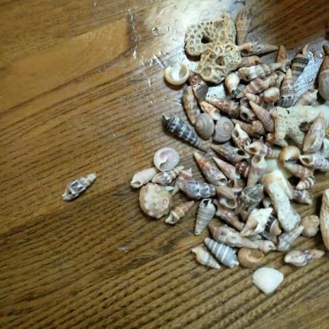 贝壳装饰画制作