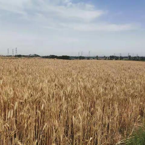 风吹麦浪，禁烧忙!