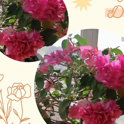 🌺🌺赏花🌸🌸爱花天使～~ 春霞•̤̀ᵕ•̤́๑又是白衣天使🌵🌿🌴   2022-3-27🍃🍁🍀🍂🌱