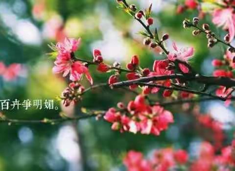 奎台小学传统文化课程之二十四节气与我同行——春分