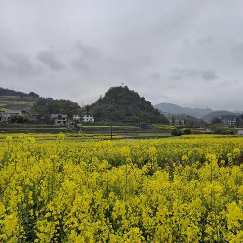 清明，是一片哀思
