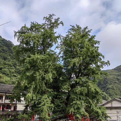 【古诗词】苗乡洪关采风