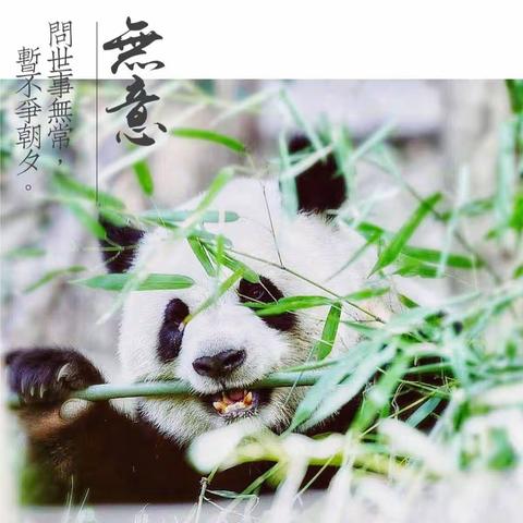 《九鼎·乐涂美育》2019夏综合班暑期第一课《大熊猫panda》