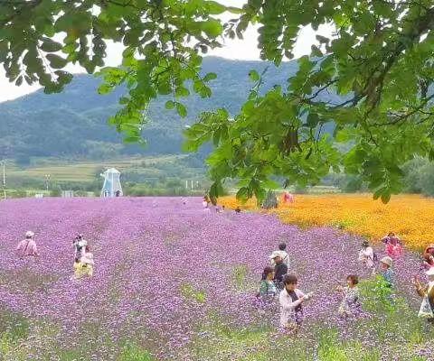 游花海 采菊花 做月饼 逛老街