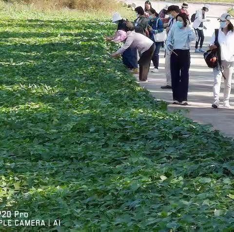 红薯飘香  地头尝鲜