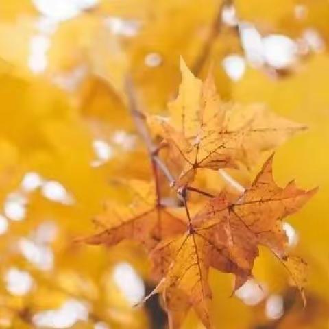 邂逅秋天，拥抱自然——大一班班本课程