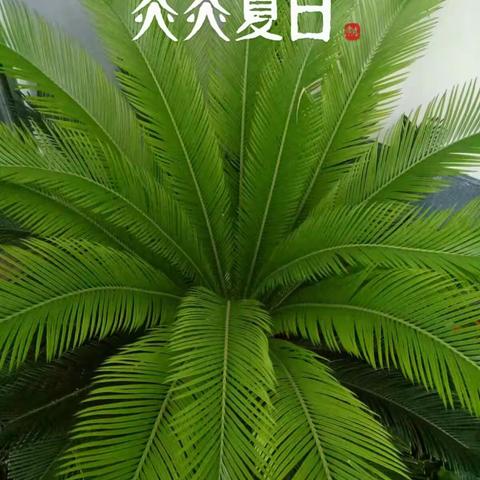 2017年夏天我家的花……