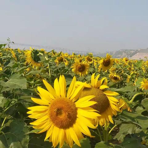 《那片葵花开》