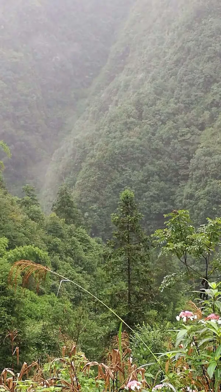 森林古屋解说图片