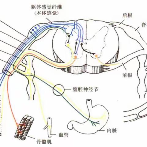 腰间盘突出压迫神经全解