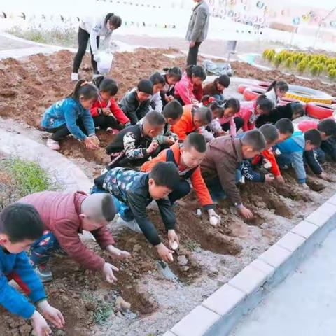 土豆宝宝安家记——豆家幼儿园大一班土豆种植活动记实
