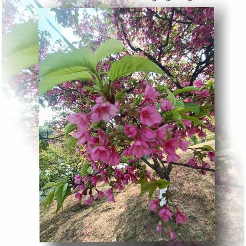 早读丨留一把快乐的钥匙给自己（深度好文）