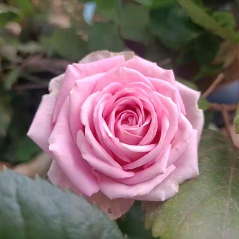 心有花开，一生优雅