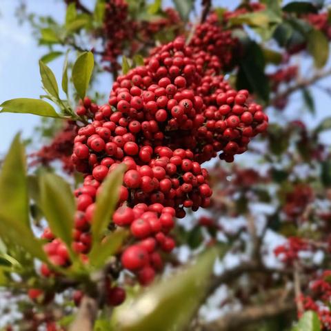 己心妩媚，则世间妩媚