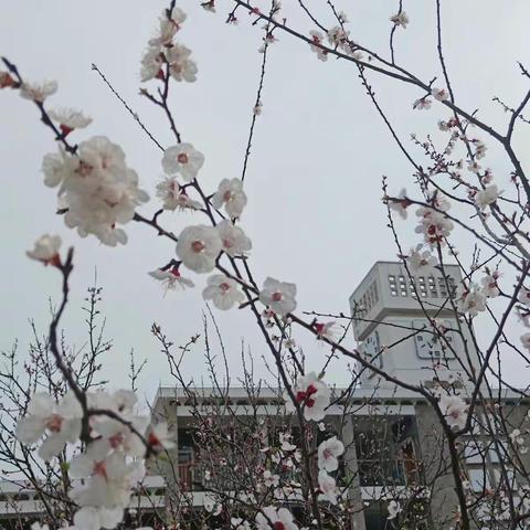 专研学习 实力成长  ——郝堂小学教师学习成长掠影