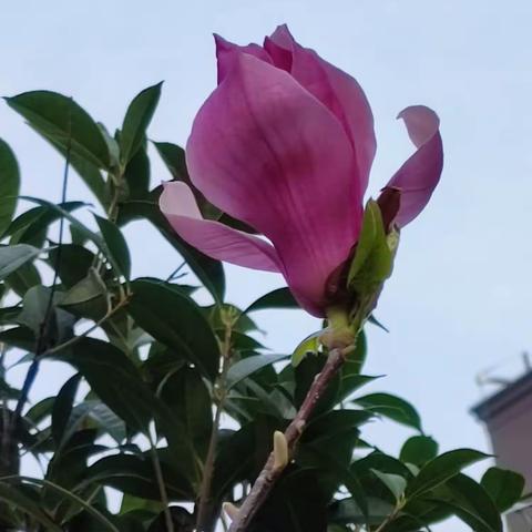 春天的颜色