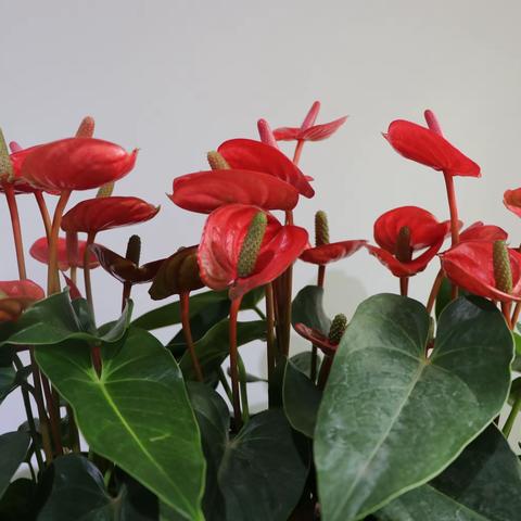 绿植是最好的软装，还有人不爱吗🍃