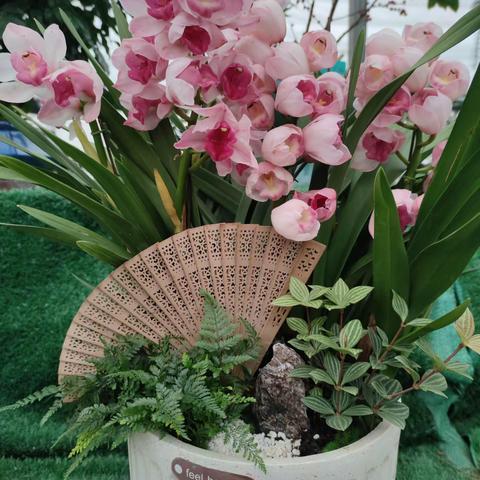 开售！最美年宵花，让新年有年味，更有品味！