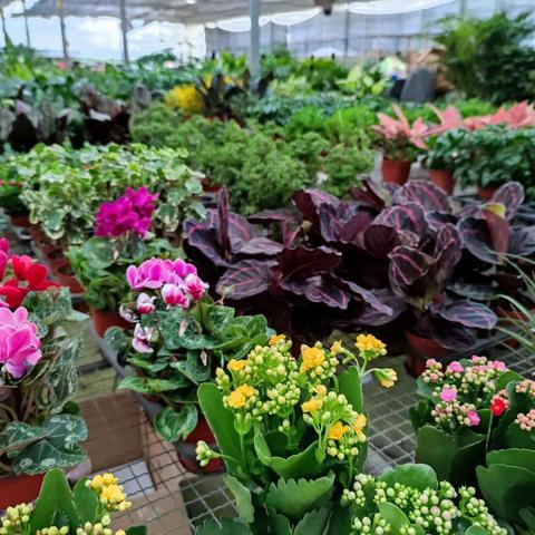 拒绝沉闷🌵🎍绿植守护你的办公好心情