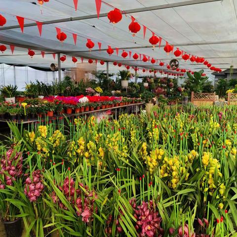 福利时刻 | 年宵花新年惠