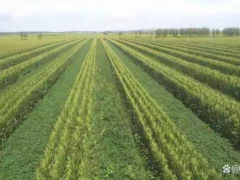 大豆玉米带状复合种植技术