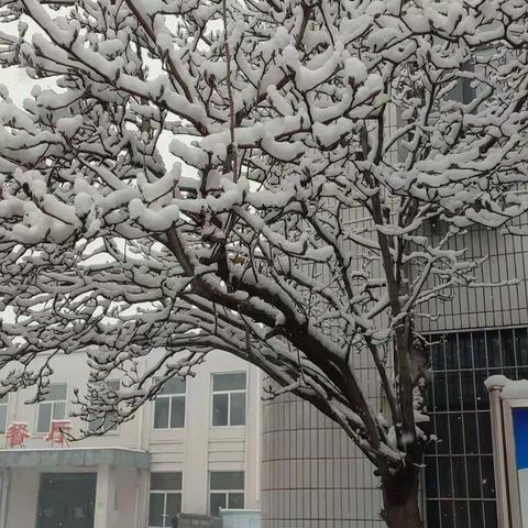 春雪